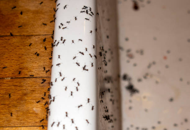 Best Insect Control  in University Park, NM